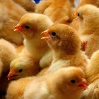 批發湘黃土雞苗 湖南本地土雞苗 適合林下生態養殖 可鑒別公母